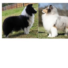 Shetland Sheepdog puppies from Ambrozia Kennels