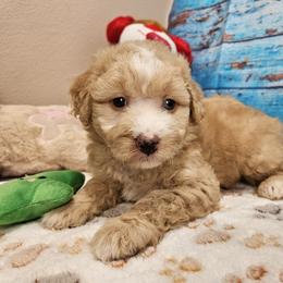 Sadie - Apricot female Aussiedoodle puppy in Lebanon, Missouri from Perkins Pups
