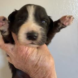 Jade - Black tri-color female Australian Shepherd puppy in Ellensburg, Washington from Creekside Aussies