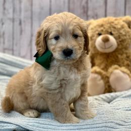 Goose - Cream male Goldendoodle puppy in The Woodlands, Texas from Gracie's Goldendoodles and Bernedoodles