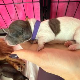 Waffle - Piebald female Dachshund puppy in Tucson, Arizona from Tucson Dachshund Co.