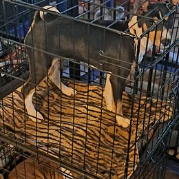 Tri Girl 2 - Tri-color female Basenji puppy in Tuttle, Oklahoma from Steadfast Farm (SFF)