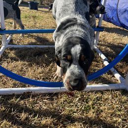 Bluetick Coonhound Puppies from The Boneyard Country Kennels