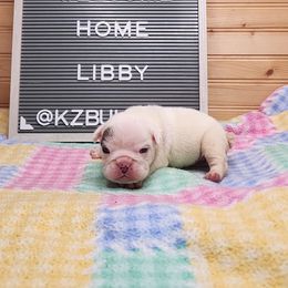 Libby - White female Bulldog puppy in Hillsdale County, Michigan from KZ Bullies LLC