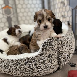 Havanese and Havapoo Puppies from Ladypawspuppies