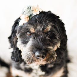 Mags - Cockapoo