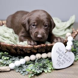 Labrador Retriever Puppies from AGL Retrievers