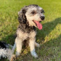 Maltipoos and Shihpoos from Pups4Dayz