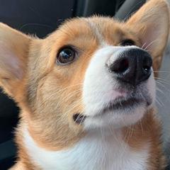French Bulldogs and Pembroke Welsh Corgis from M Day Puppies