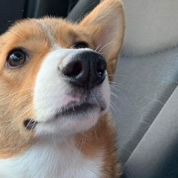 French Bulldogs and Pembroke Welsh Corgis from M Day Puppies