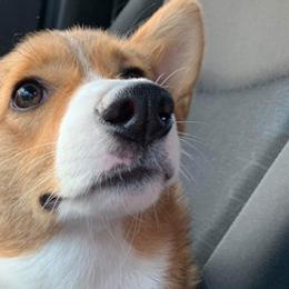 French Bulldogs and Pembroke Welsh Corgis from M Day Puppies