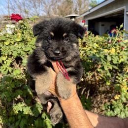 Warrior - Bi-color male German Shepherd puppy in Whitewater, California from Vom Haus Metzler Shepherds