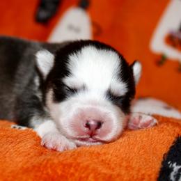 Sandy Claws - Black and white male Pomsky puppy in Centerville, Iowa from LJ Kennels Pomskies, LLC