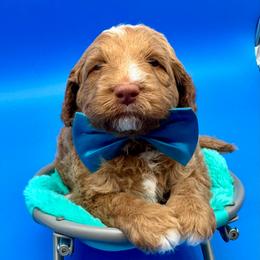 Cornbread - Yellow and white male Bernedoodle puppy in Macon County, North Carolina from Mountain Doodles