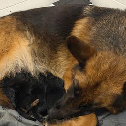 Boy 3 - Black and red male German Shepherd puppy in Colorado Springs, Colorado from Vom Grossen Himmel