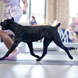 Zera - Cane Corso