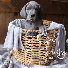 Great Dane Puppies from Hundeity Great Danes