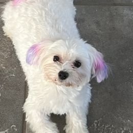 Maltese from Lady and the Prince Kennels