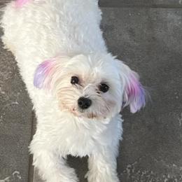 Maltese from Lady and the Prince Kennels