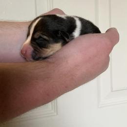 Broderick - Black and tan male Pembroke Welsh Corgi puppy in Grand Junction, Colorado from Mount Garfield Corgis