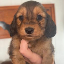 Marshall - Red male Dachshund puppy in Goldthwaite, Texas from Mini Mama Dachshunds