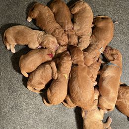 Goldendoodle Puppies from Penny Doodles VA