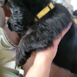 Bonnie - Black brindle female Scottish Terrier puppy in Pineview, Georgia from Carsten's Scottish Terriers