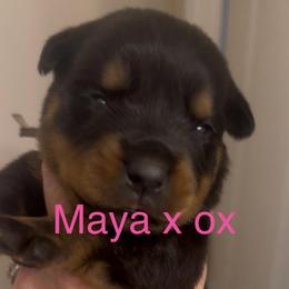 Hot pink collar - Black and mahogany female Rottweiler puppy in Birmingham, Alabama from K&B Rotts