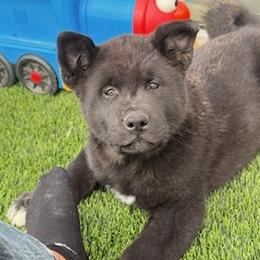 Akita Puppies from Akita Kai Magic