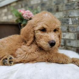 Lilly, goldendoodle F1b - Red  female Goldendoodle puppy in Dickson, Tennessee from Rowan's Rascals