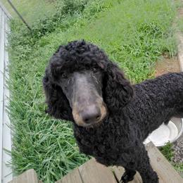Poodle puppies from Positively Doodles