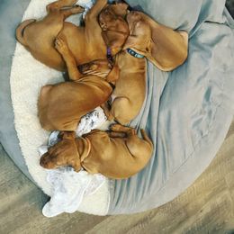 Vizsla Puppies from Elisha Martinez