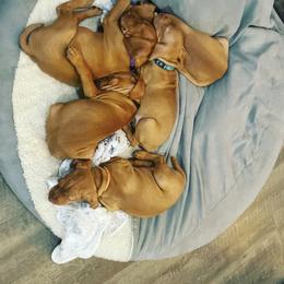 Vizsla Puppies from Elisha Martinez
