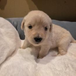 Baby Boy Black - Light golden male Golden Retriever puppy in Clarksville, Tennessee from 255 Goldens