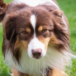 Red - Miniature American Shepherd