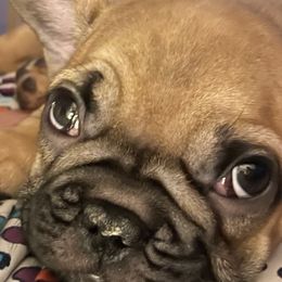 French Bulldogs from De-Jon Frenchies