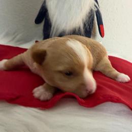 Blaze - Tan male Yorkshire Terrier puppy in Puyallup, Washington from Majestic Mtn Pups