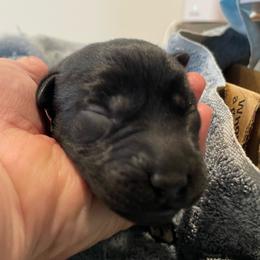 Boy 2 - Black male Labrador Retriever puppy in Arlington, Iowa from Uncle Bucks Labrador Retrievers