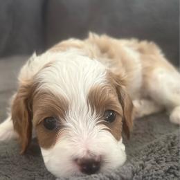Otis - White male Cavapoo puppy in Gilbert, Arizona from Cavapoo Lifestyle