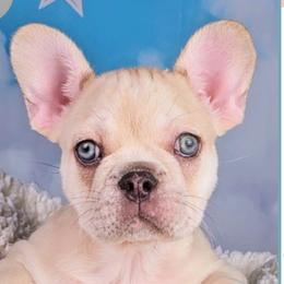 Boy 1 - Peter - Fawn male French Bulldog puppy in Elberton, Georgia from Ioney's Southern Paws Shelties, Frenchies, and Yorkies