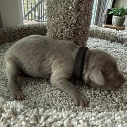 Black collar - Silver gray male Weimaraner puppy in Sauk Centre, Minnesota from Minnesota Weimaraners