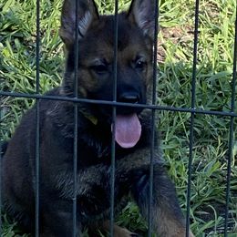 German Shepherd Puppies from Vom Holzhaus German Shepherds