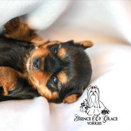 Yorkshire Terrier Puppies from Essence of Grace Yorkies