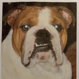 Ottis - Bulldog