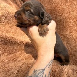 Female 1 - Dapple female Dachshund puppy in El Campo, Texas from Creamer Creek Kennel