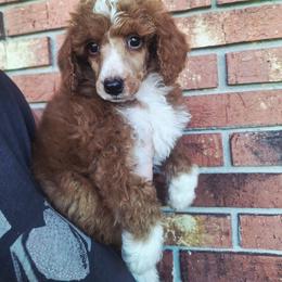 Versailles-red boy - Red  male Poodle puppy in Cypress Inn, Tennessee from Nine Pines Poodles