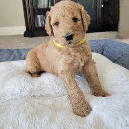 Goldendoodle Puppies from Lincoln Goldendoodles