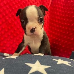 Maverick - Black and white male Boston Terrier puppy in Tampa, Florida from Bayshore Boston Terrier’s