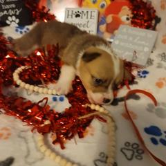 Orange - White and red female Pembroke Welsh Corgi puppy in Aleppo, Pennsylvania from Donna's Corgis