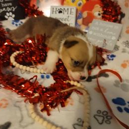 Orange - White and red female Pembroke Welsh Corgi puppy in Aleppo, Pennsylvania from Donna's Corgis